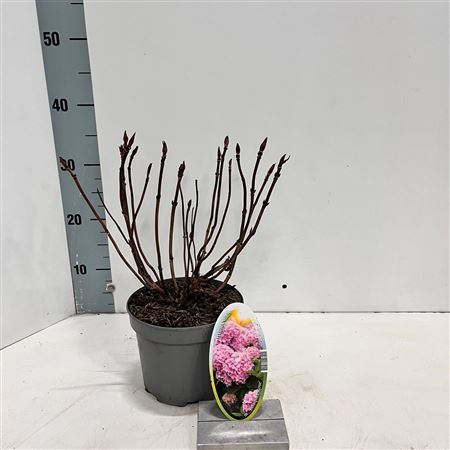 Hydrangea Ma Bouquet Rose