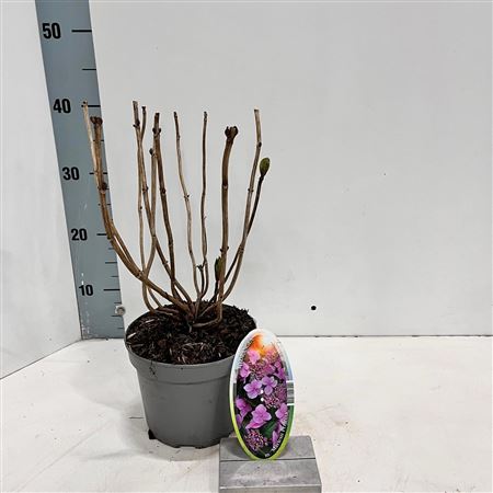 Hydrangea Ma Mariesii Perfecta