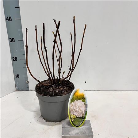 Hydrangea Ma Mme Emile Mouillere