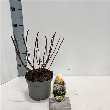 Hydrangea Ma Nikko Blue