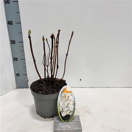 Hydrangea Ma Soeur Therese