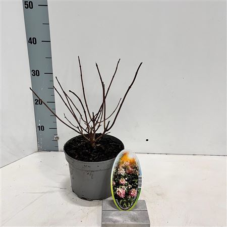 Hydrangea Pan Baby Lace