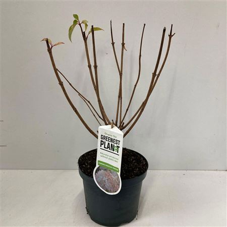 Hydrangea Pan Phantom
