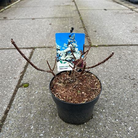 Hydrangea Pan Wim's Red