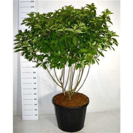 Hydrangea Pan Polar Bear