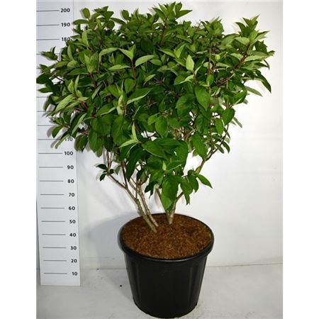 Hydrangea Pan Wim's Red