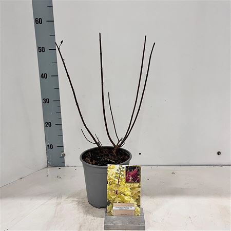 Hydrangea Pan Candlelight