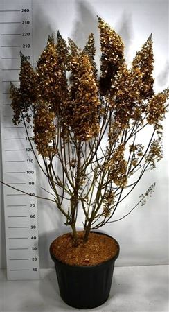 Hydrangea Pan Pinky Winky