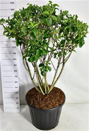 Hydrangea Pan Silver Dollar