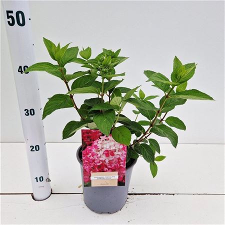 Hydrangea Pan Diamant Roge