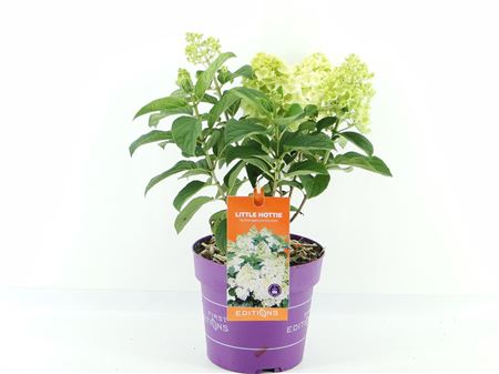 Hydrangea Pan Little Hottie