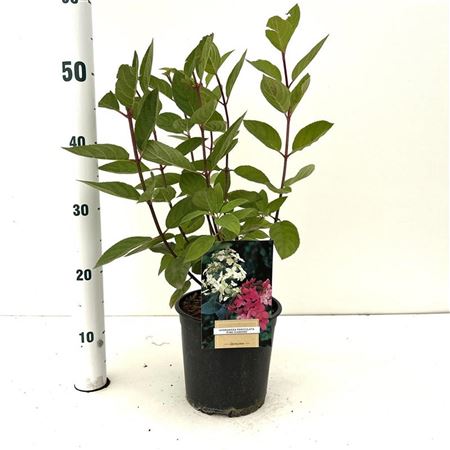 Hydrangea Pan Pink Diamond