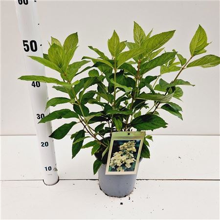 Hydrangea Pan Tardiva