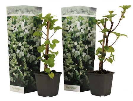 Hydrangea An Petiolaris