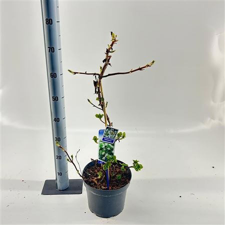 Hydrangea An Petiolaris