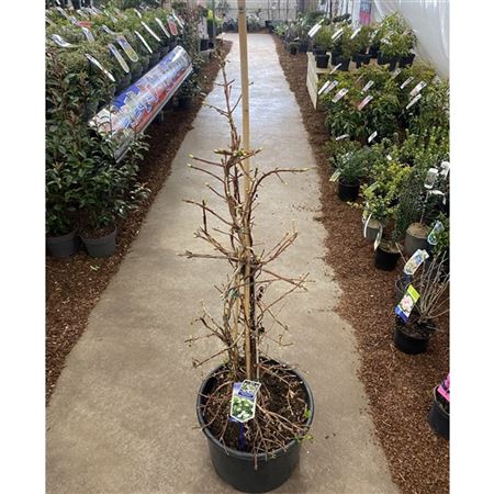 Hydrangea An Petiolaris