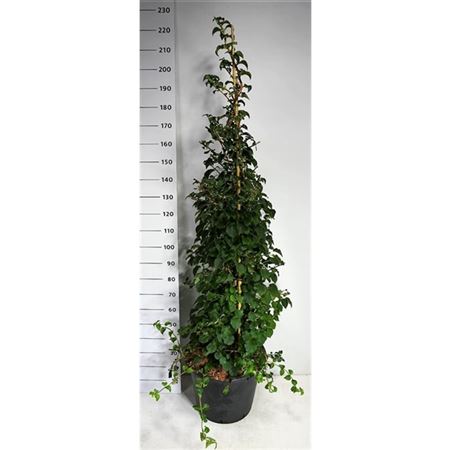 Hydrangea An Petiolaris