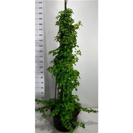 Hydrangea An Petiolaris