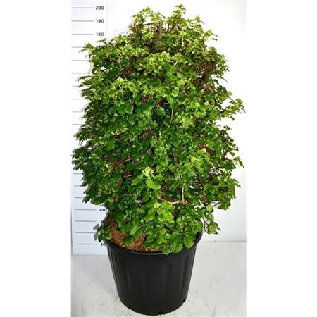 Hydrangea An Petiolaris