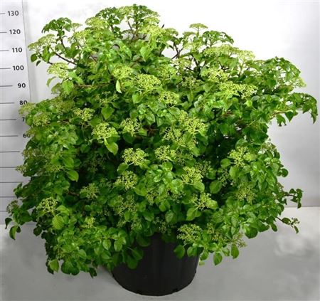 Hydrangea An Petiolaris