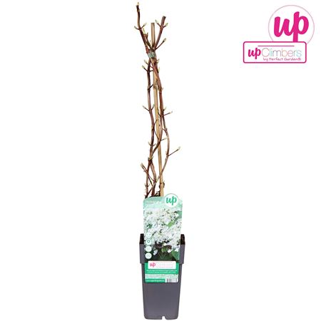 Hydrangea An Petiolaris