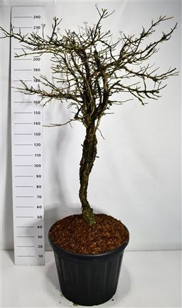 Hydrangea An Petiolaris On Stem