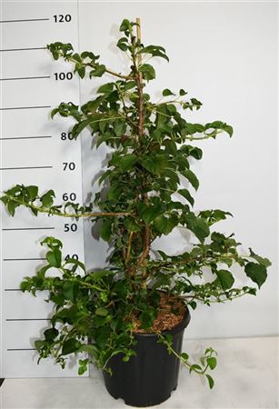 Hydrangea An Petiolaris