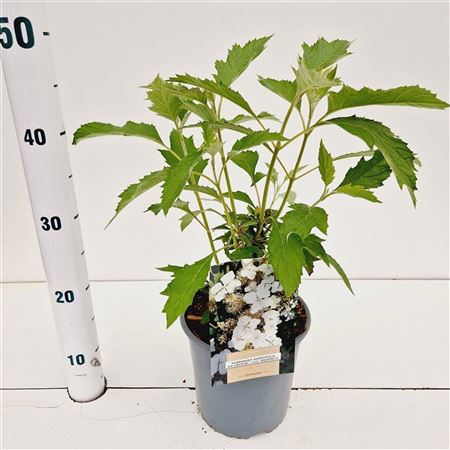 Hydrangea Quercifolia