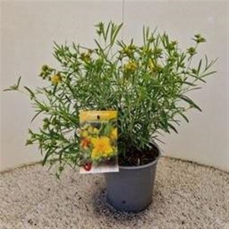 Hypericum Kalmianum Gemo