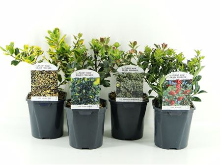 Ilex Aq Mix