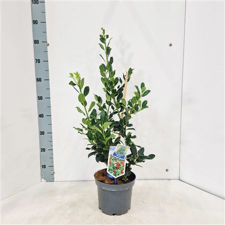 Ilex Aquifolium Alaska