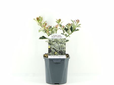 Ilex Aq Argentea Marginata