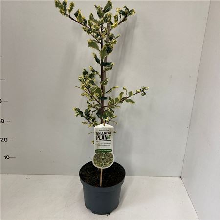 Ilex Aqui Ferox Argentea
