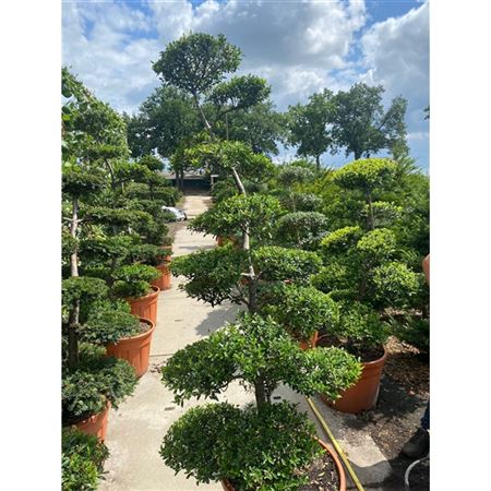 Илекс Крен Блонди Бонсай