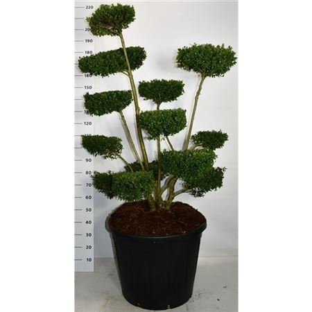 Ilex Crenata Ellipta Convex