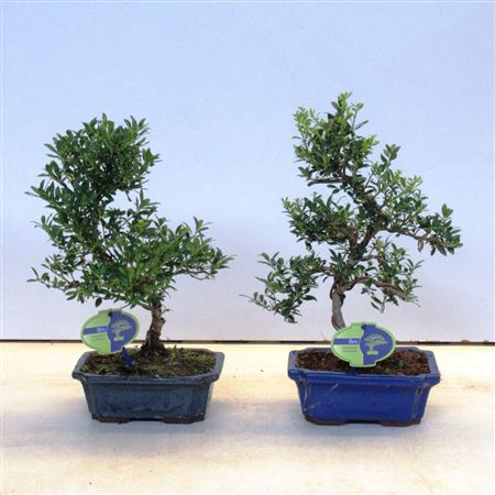 Bonsai Ilex Crenata,