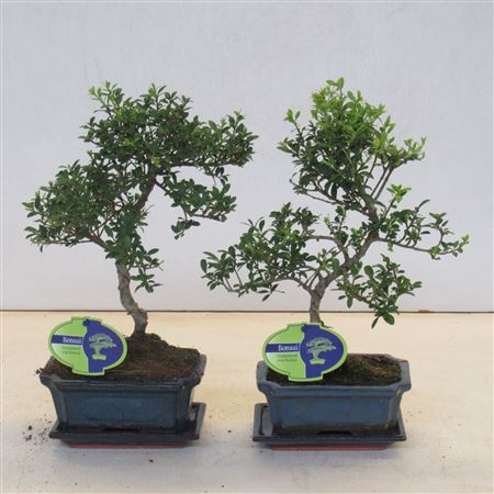 Bonsai Ilex Crenata,  Shape Small Leaf