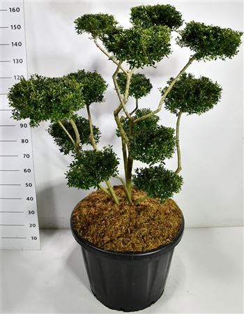 Ilex Crenata Fructu Luteo