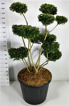 Ilex Crenata Fructu Luteo