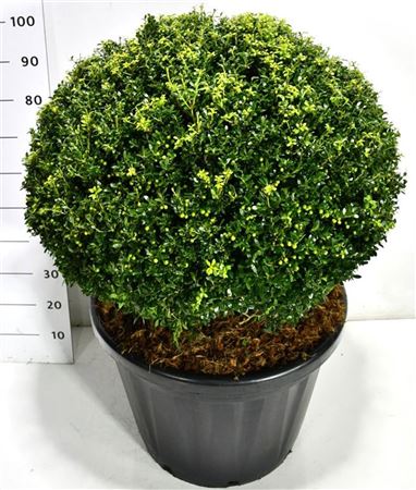 Ilex Crenata Fructu Luteo