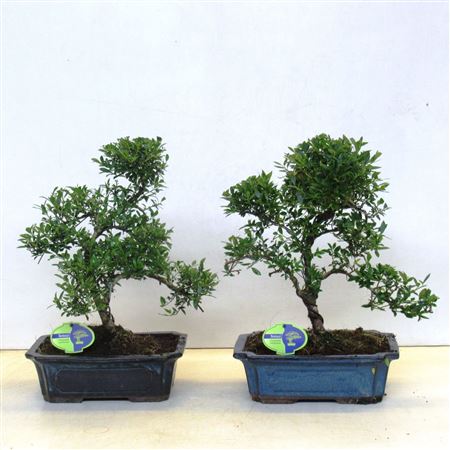 Ilex Crenata,  Without Driptray