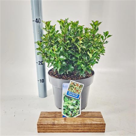 Ilex Mes Little Rascal