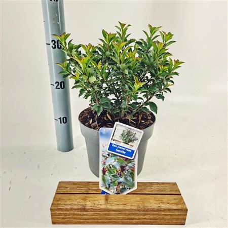 Ilex Meserveae Gentle