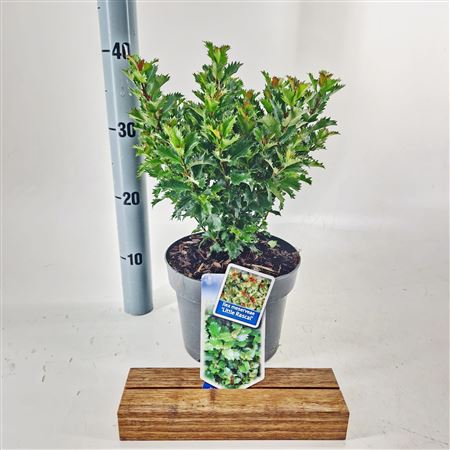 Ilex Meserveae Little Rascal