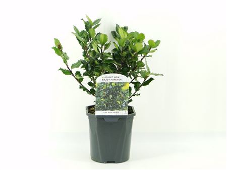 Ilex Mes Blue Prince