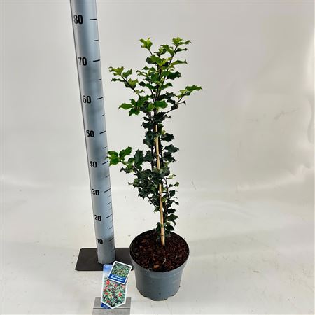 Ilex Mes Blue Princess
