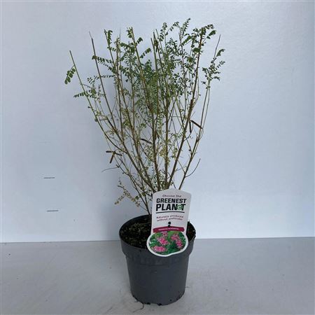 Indigofera Heterantha