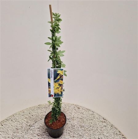 Jasminum Nudiflorum