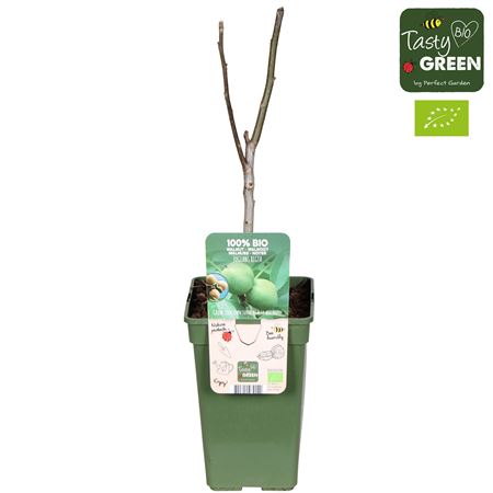 Жюглан Регия Био