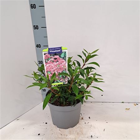 Kalmia Lat Pinwheel